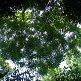 Ветви дерева Марупа
