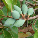 Плоды Анегри (P. ramiflora)