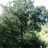 Дерево (P. sandwicensis)